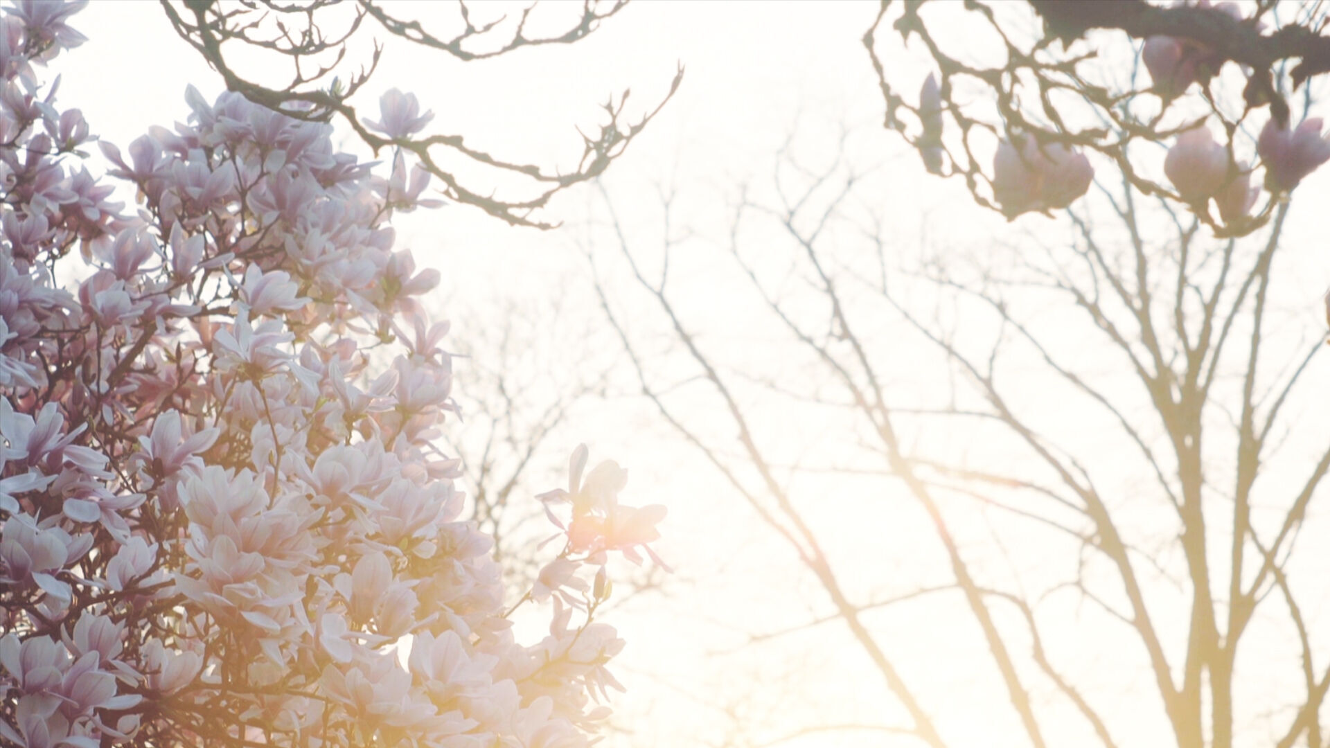 /Magazine/2021/April/Blossom Meditation.jpg